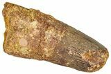 Fossil Spinosaurus Tooth - Feeding Worn Tip #296546-1